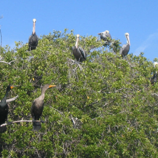Tour del Manglar en Lancha 3 Horas - El Paredón, Guatemala