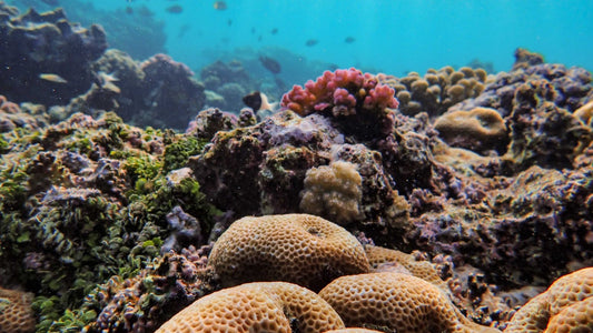 ¿Qué Es un Bloqueador Reef Safe? Guía Completa 2026
