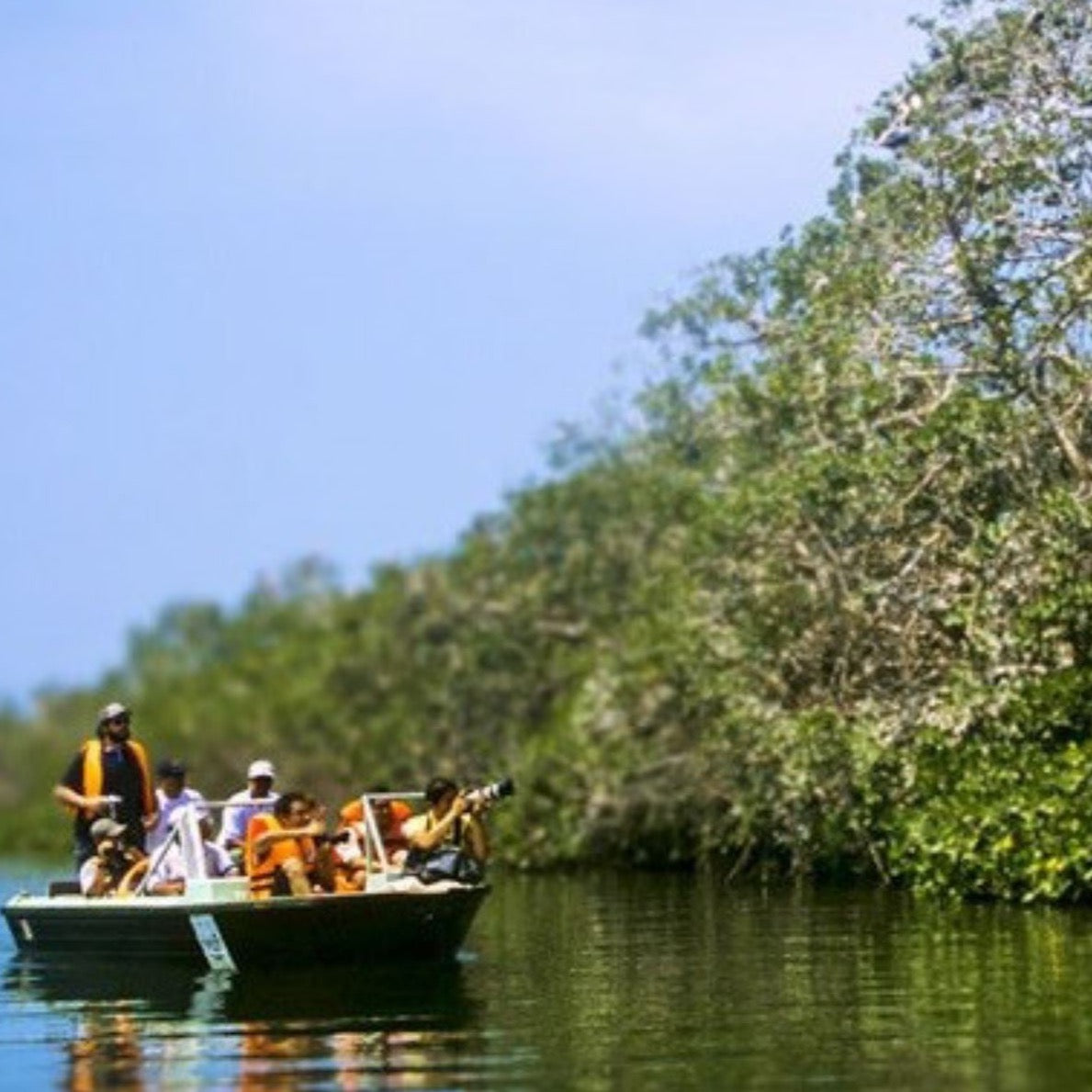 Visite de la mangrove en bateau 3 heures