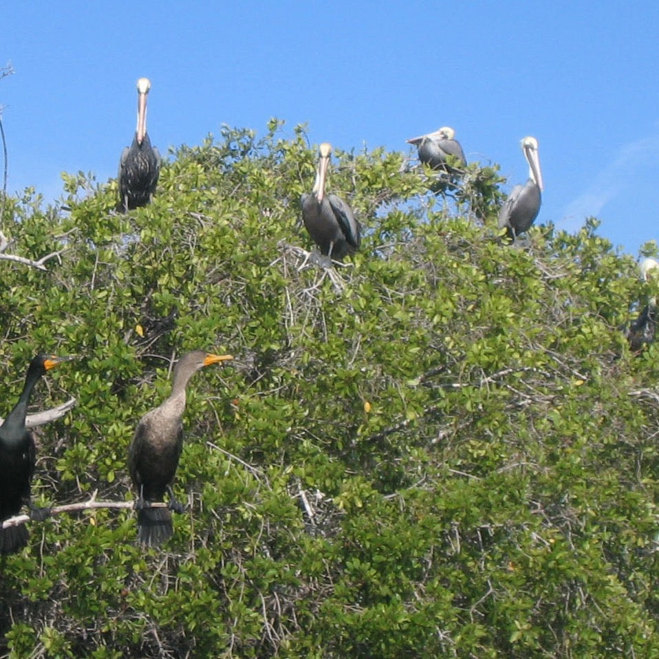 Tour del Manglar en Lancha 1.5 Horas - El Paredón, Guatemala 