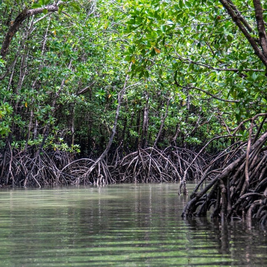 Tour del Manglar en Lancha 3 Horas - El Paredón, Guatemala 